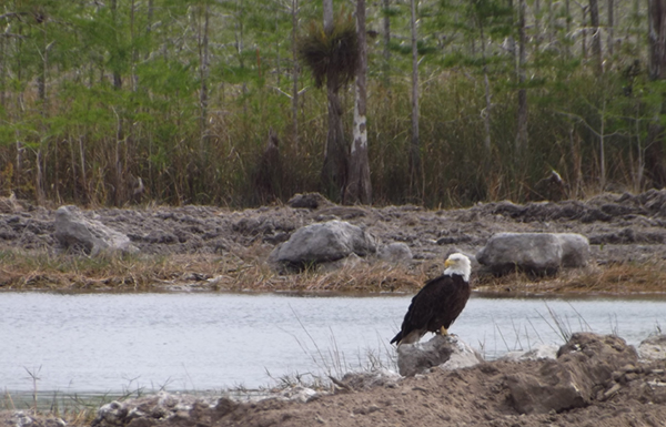 Bald eagle at Fifty Mile Bend after restoration