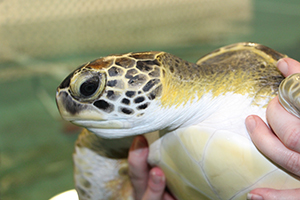 Beachcomber, a green sea turtle (Chelonia mydas)