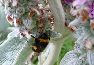 Buff-tailed bumblebee (Bombus terrestris)