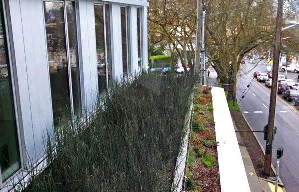 A planted recirculating gravel filter provides treatment of all building greywater for reuse