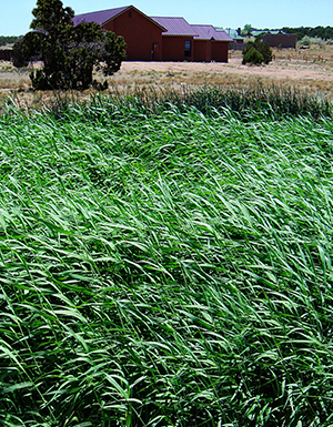 A construted wetland in Santa Fe, NM