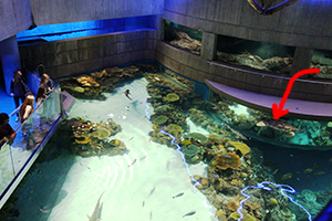 Aquarium visitors watch Calypso in Blacktip Reef