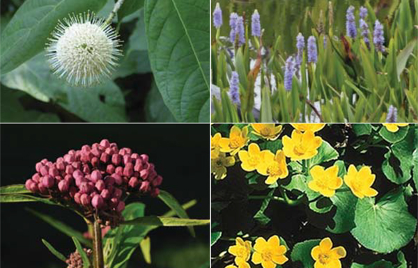 Four of the native wet meadow mix species planted (clockwise from top left) buttonbush (Cephalanthus occidentalis), pickerel weed ( Pontederia cordata), marsh marigold (Caltha palustris),swamp milkweed (Asclepias incarnata)