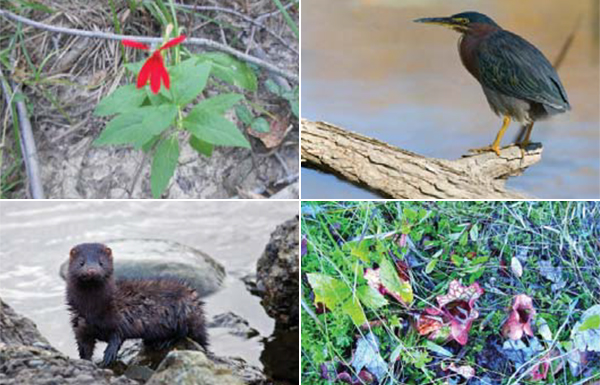 Native species supported by new habitat