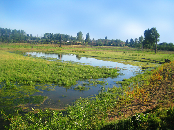 Former sewage lagoons, transformed into treatment wetlands