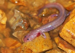 Grotto salamander (Eurycea spelaea)