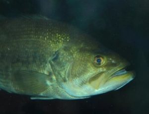 Largemouth bass (Micropterus salmoides)