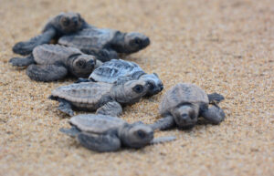 Loggerhead hatchlings