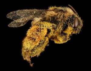 Pollen-coated thistle long-horned bee (Melissodes desponsa,) ©USGS