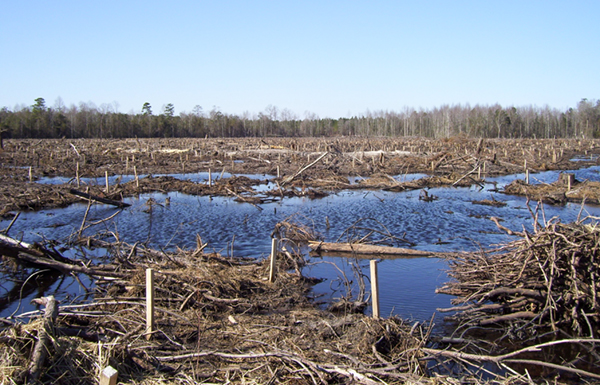 Restored wetland one month after construction and planting