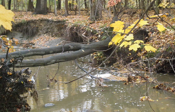 Initial conditions with bank erosion and large woody debris falling into stream