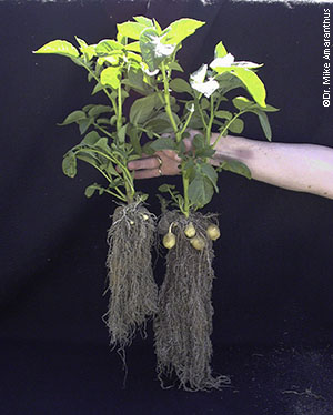 Potatoes grown with (L) and without (r) mycorrhizal spores