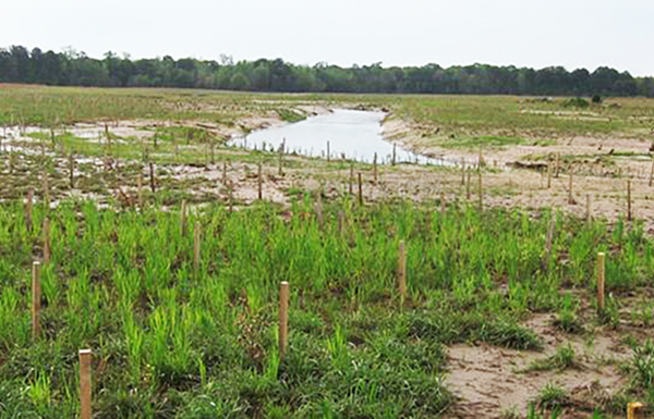 Remeandered channel one month after construction and planting