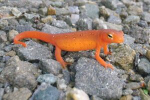 Eastern spotted newt/red eft (Notophthalmus viridescens)