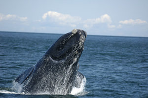 North Atlantic right whale ©New England Aquarium
