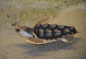 Sheldon, a rescued juvenile loggerhead (Caretta caretta)