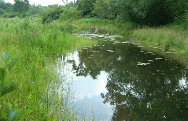 Restored oxbow wetland