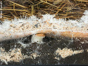 Aquarium filled with soil, cardboard and straw and inoculated with Stropharia mycelium.