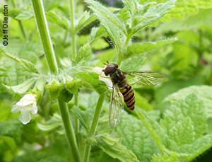 Hoverfly (family Syrphidae) on lemon balm (Melissa officinalis)