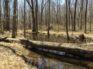 Vernal pools may not look like it from afar, but they're stirring with life