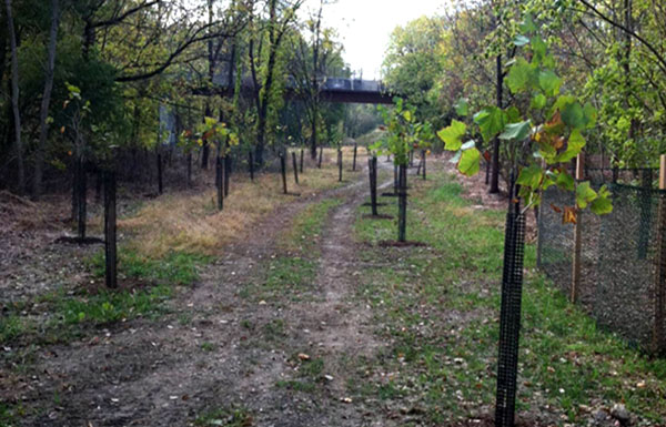 Immediately after planting native trees