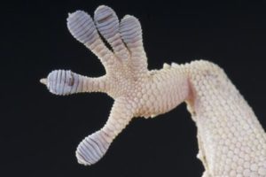 http://www.dreamstime.com/stock-photos-gecko-foot-image25263133