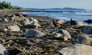 Olive ridley (Lepidochelys olivacea) arribada