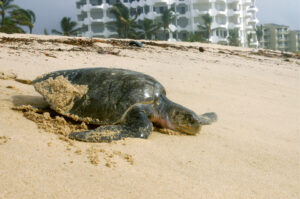 A sea turtle heads back to the ocean after attempting to nest on a developed beach in Mexico