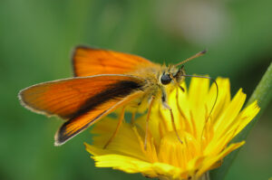 Large skipper butterfly (Ochlodes sylvanus)