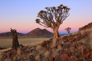 Quiver trees (Aloe dichotoma), living and dead, in Namibia.