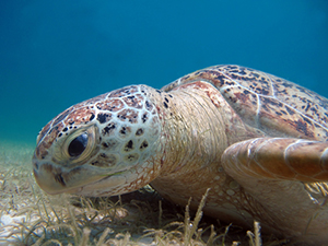 Green sea turtle (Chelonia mydas) eating sea grass
