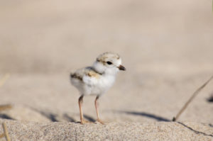 Piping Plover chick