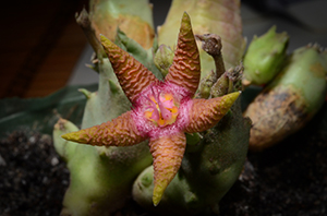 Stapelia flavorpupurea