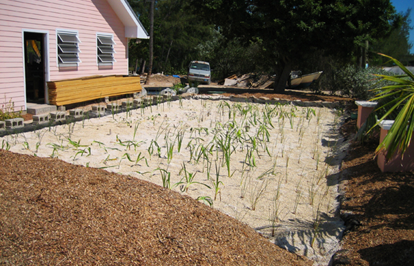 Subsurface flow constructed wetland immediately after planting