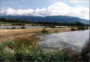 Prado Wetlands ©Scott Hamlin, USGS