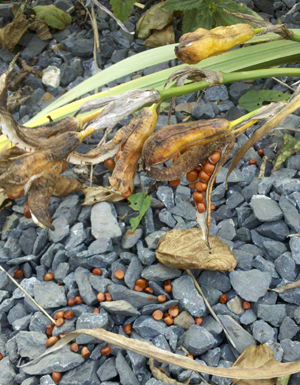 Native wetland seeds attract diverse wildlife