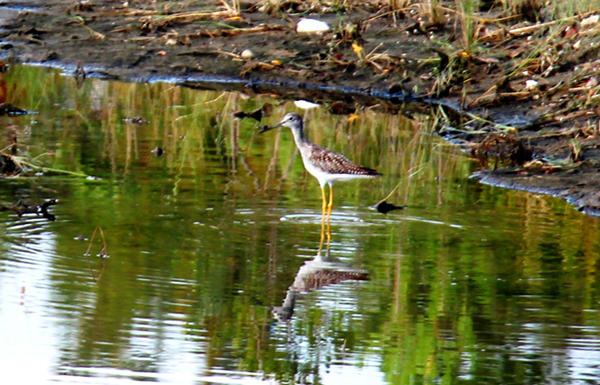 A yellowlegs at the Rockaway BMP