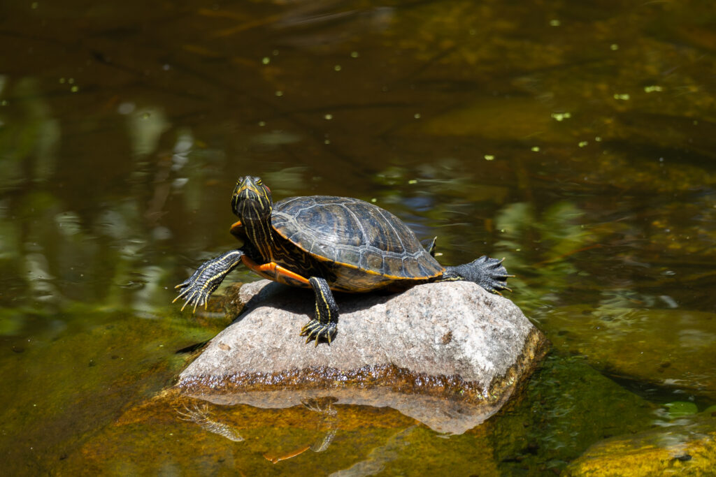 Turtle on rock for contact page