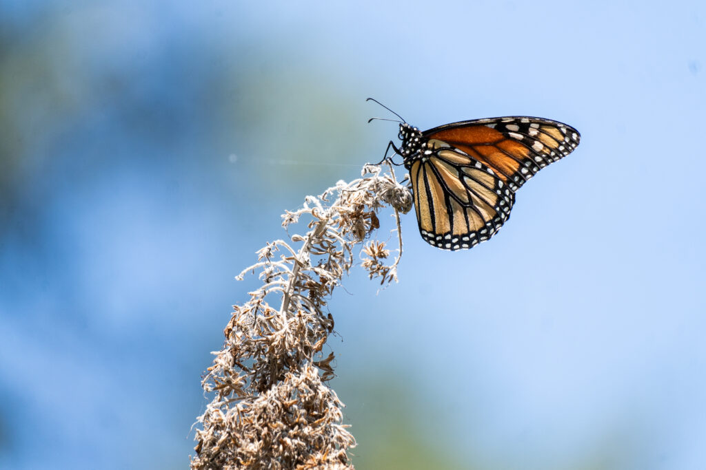 Butterfly for Mission & Culture Page