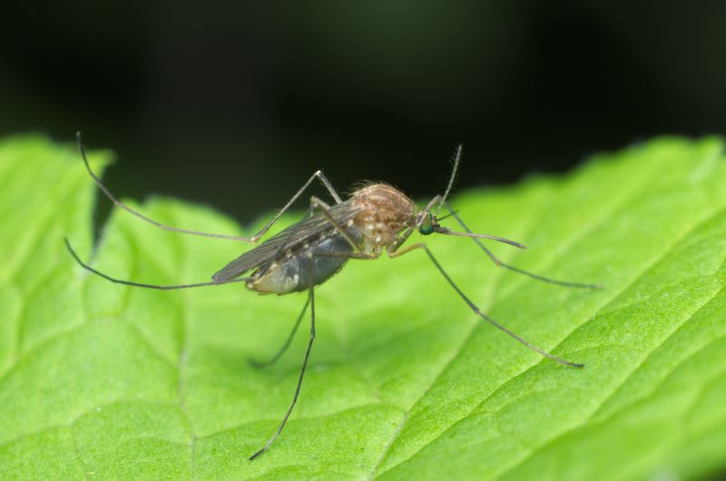 Culex pipiens, main vectors for West Nile Virus