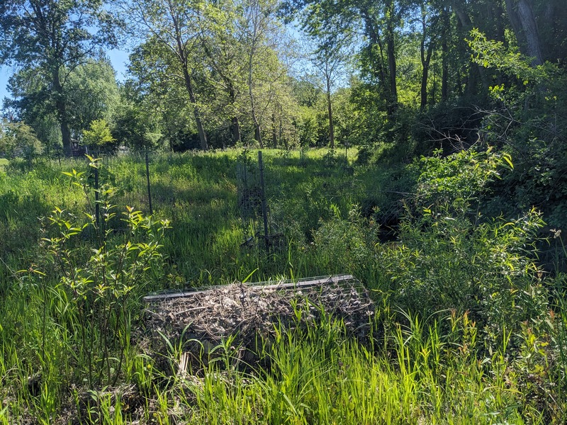 Neis Ditch site after ecological restoration, June 2026