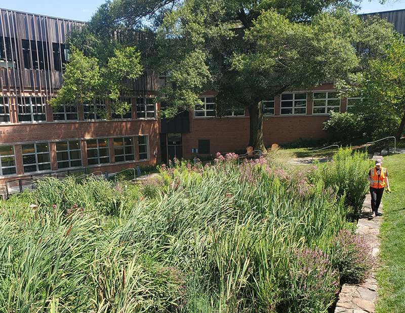 Biohabitats water resources engineer Sarah Emrich assesses constructed wetland vegetation