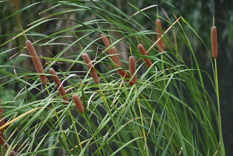 common bulrush (Typha latifolia)