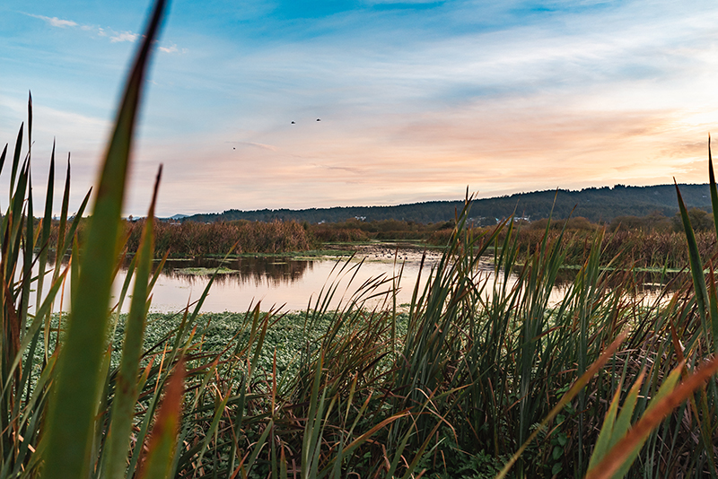 Arcata Marsh