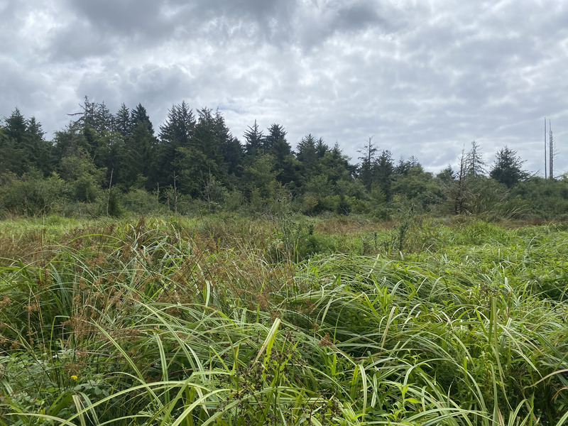 constructed wetlands for wastewater treatment at Cannon Beach
