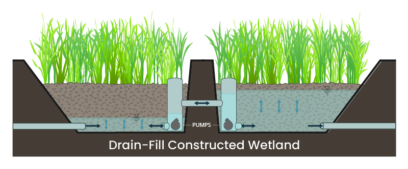 Drain and fill constructed wetland graphic created by Biohabitats