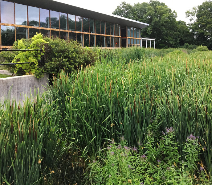 Constructed treatment wetlands at the Omega Center for Sustainable Living