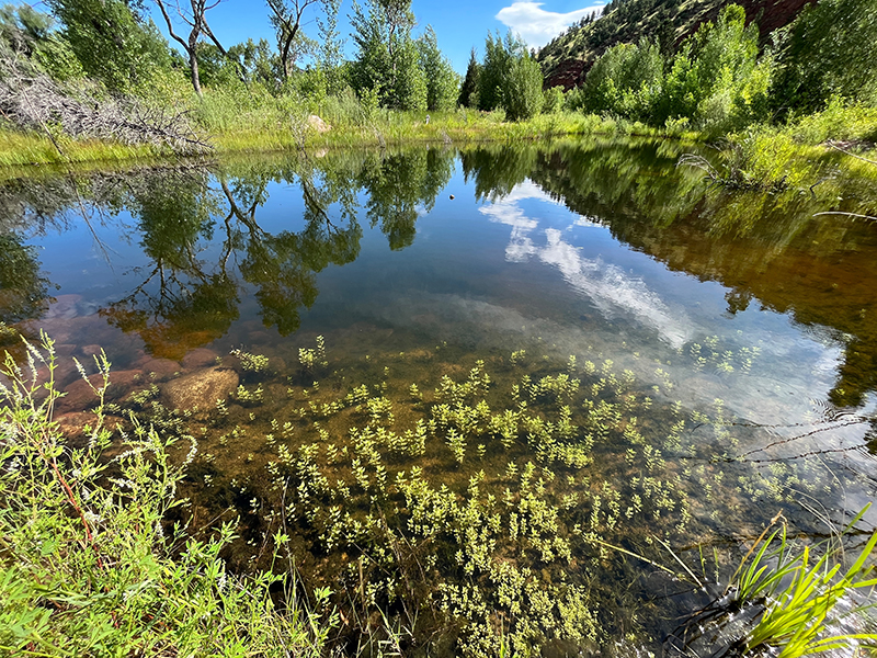 a wetland pond at an ecological restoration site where frogs are being reintroduced