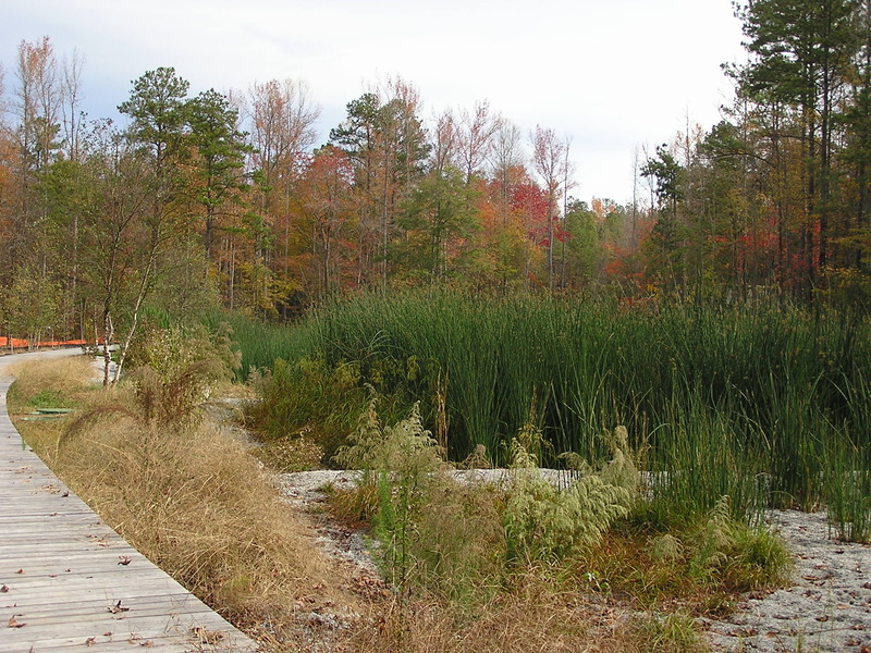constructed wetlands in the neighborhood