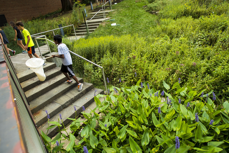 Constructed wetlands at the Sidwell Friends Middle School create A living lab for learning. Photo by Stephen Spartana